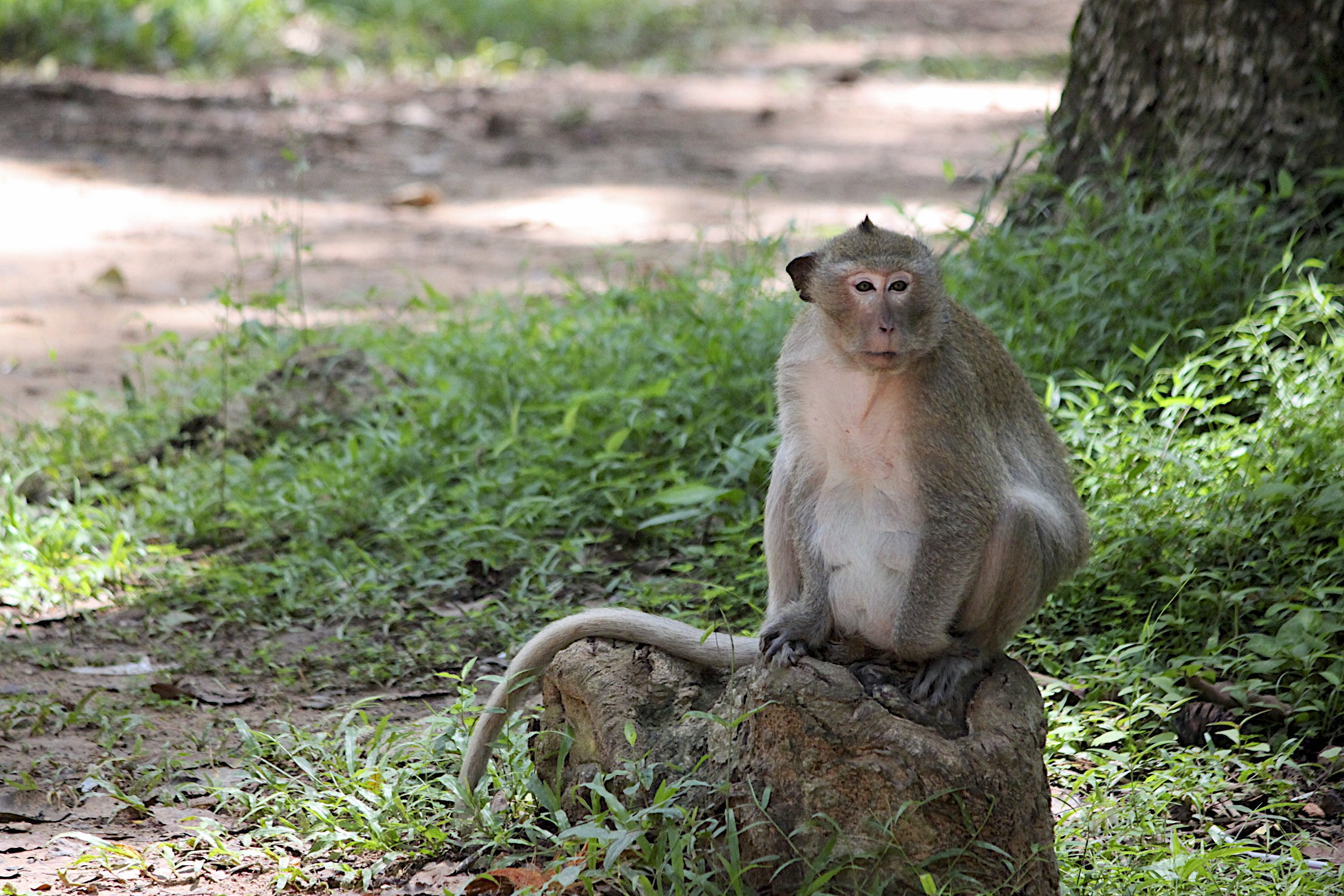 Cambodia Macaque Monkey  Shutterbug